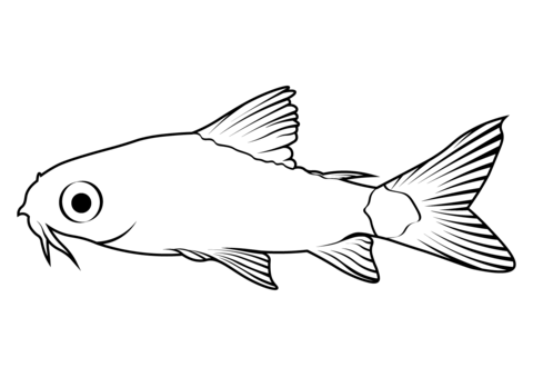 Pygmy Corydoras (Corydoras Pygmaeus) Coloring Page